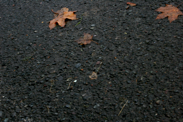 wet leaves on pavement